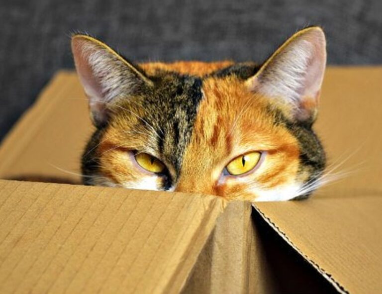 tportvent online tournament by theportablegamer