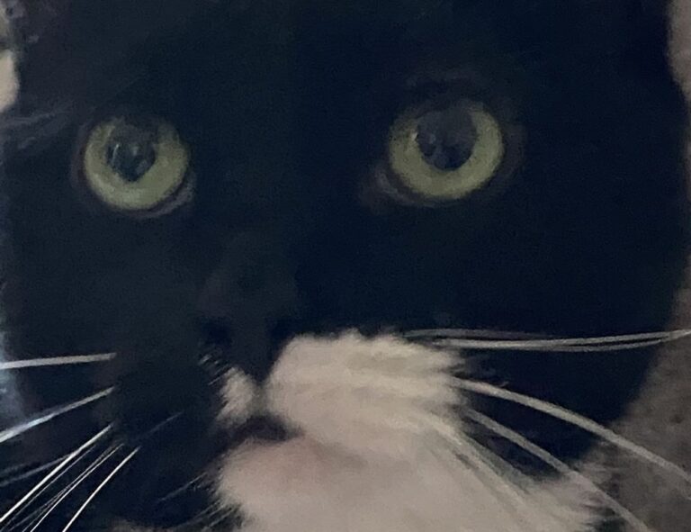 tutorial for pc games bfnctutorials