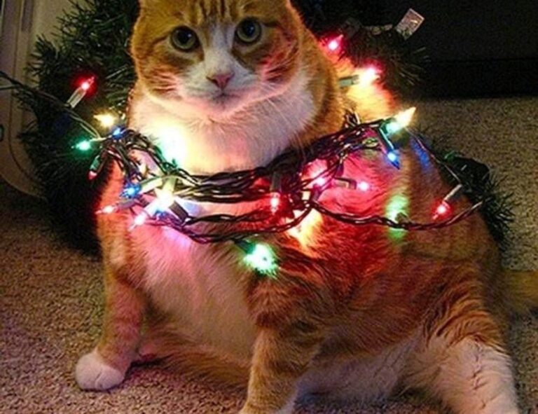 undergarcade updates from undergrowthgames