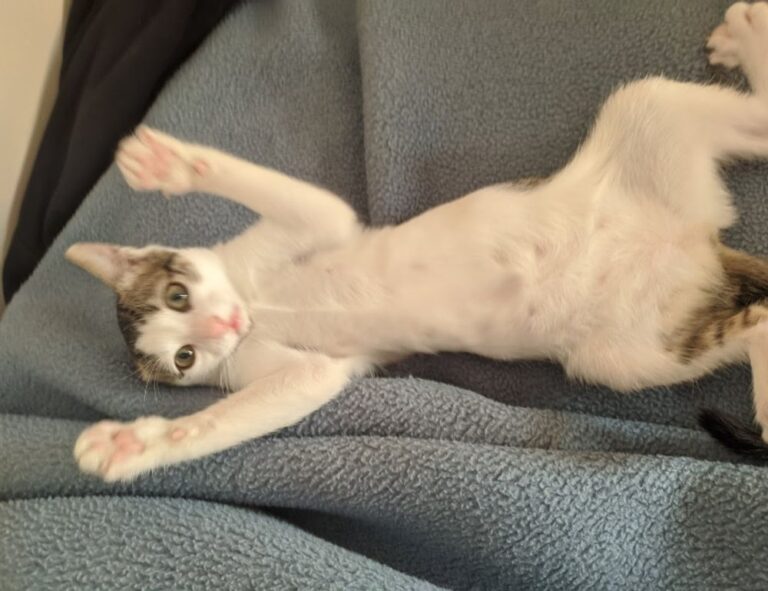 video game console togamesticky