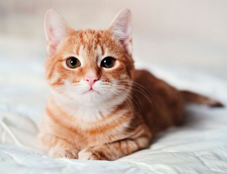 where to find togamesticky