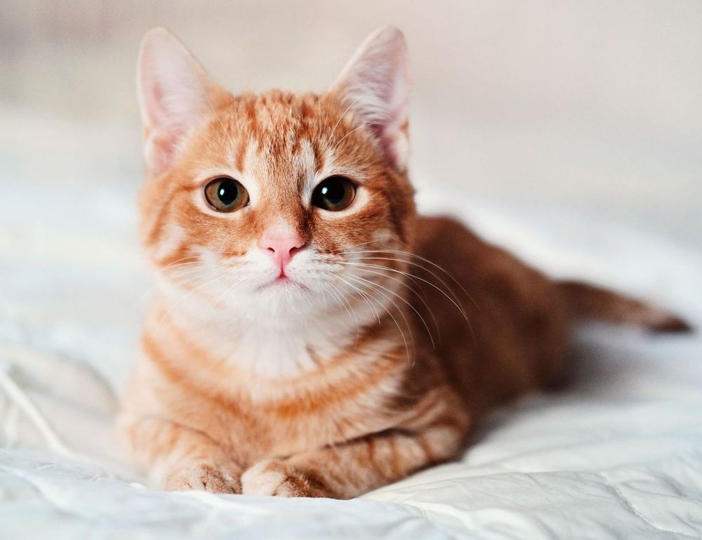 where to find togamesticky