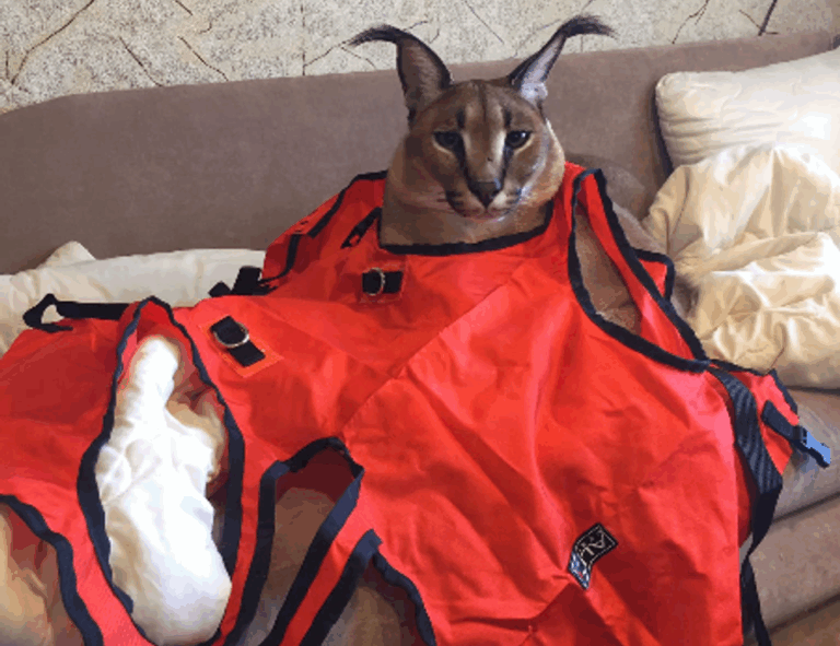 where to find togamesticky