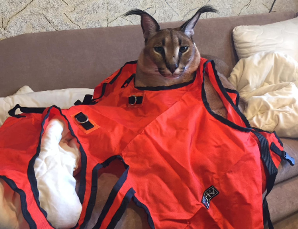 where to find togamesticky