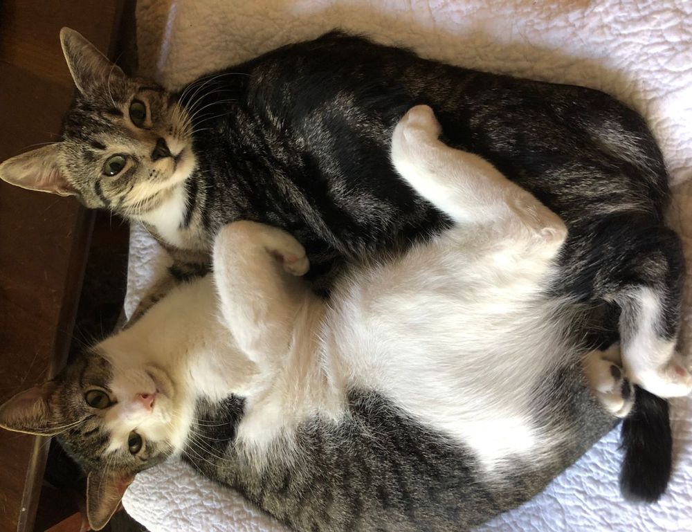 which gaming keyboard is best befitgametek