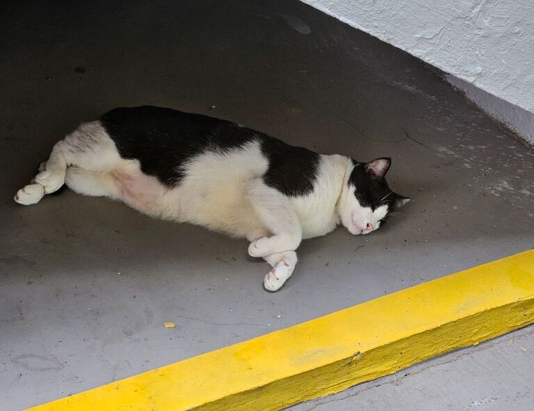 which online game has the most players tportvent