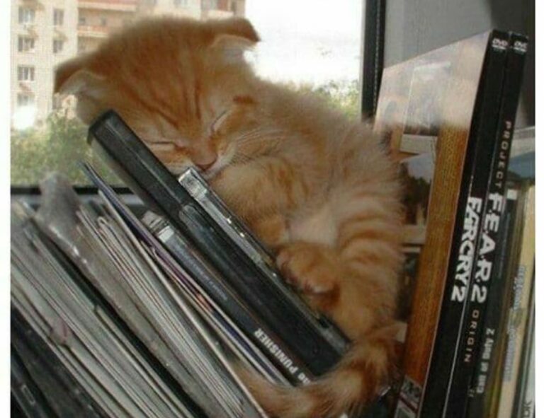 world news jogameplayer