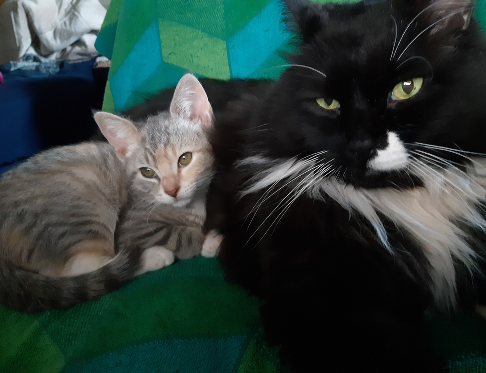 digitalrgsorg gaming world