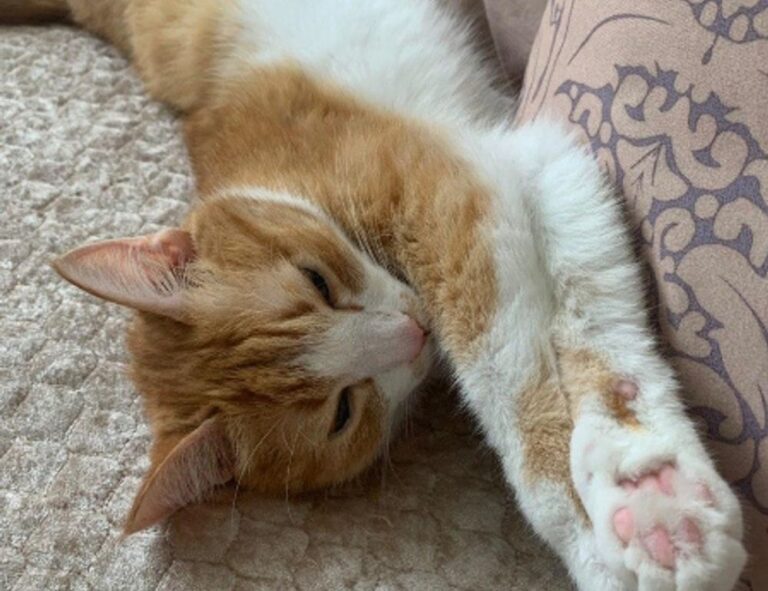 game news digitalrgsorg