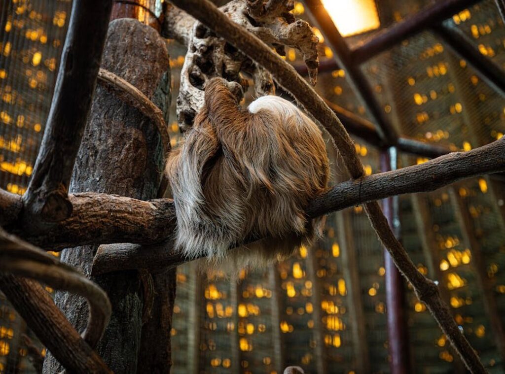 Osos Maduros Enfermedad osos maduros enfermedad